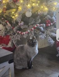 Lost Female Cat last seen New Towne Rd, Arnold, MO 63010