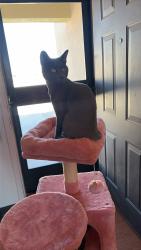 Lost Male Cat last seen Rose kennedy drive , El Paso, TX 79907