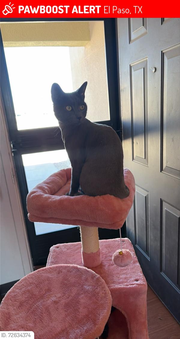Lost Male Cat last seen Rose kennedy drive , El Paso, TX 79907