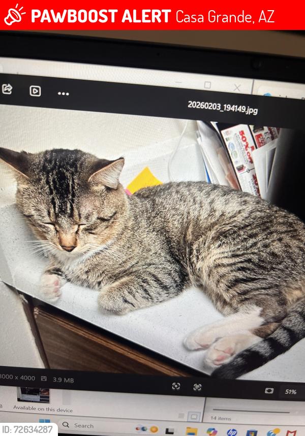 Lost Male Cat last seen E Cottonwood LN , Casa Grande, AZ 85122