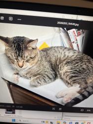 Lost Male Cat last seen E Cottonwood LN , Casa Grande, AZ 85122