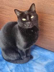 Lost Female Cat last seen Geraldine Dr and Web Chapel Ext, Dallas, TX 75220