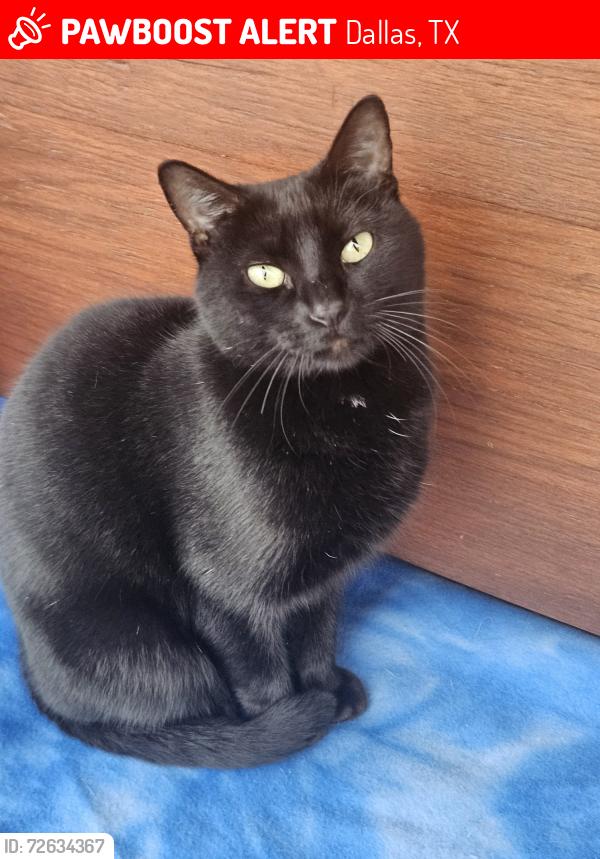 Lost Female Cat last seen Geraldine Dr and Web Chapel Ext, Dallas, TX 75220