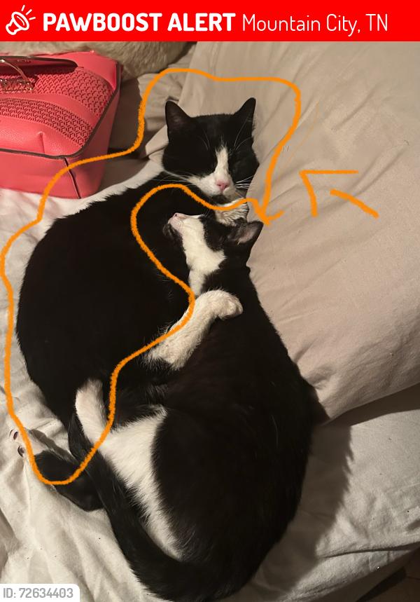 Lost Male Cat last seen Slimpbranch Rd. Mountain TN, 37683, Mountain City, TN 37683