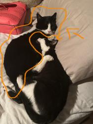 Lost Male Cat last seen Slimpbranch Rd. Mountain TN, 37683, Mountain City, TN 37683