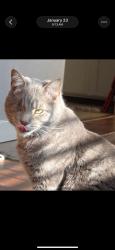 Lost Male Cat last seen Lotus Lane/carob tree lane, El Cajon, CA 92021