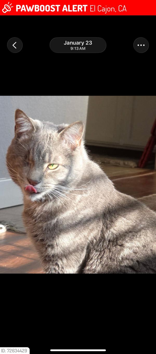 Lost Male Cat last seen Lotus Lane/carob tree lane, El Cajon, CA 92021