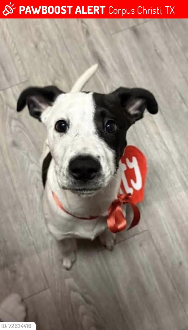Lost Female Dog last seen Lost by mile marker 199 on the beach, Corpus Christi, TX 78418