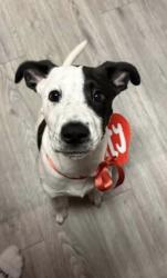 Lost Female Dog last seen Lost by mile marker 199 on the beach, Corpus Christi, TX 78418