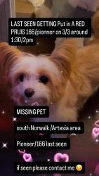 Lost Female Dog last seen Near /pionner , Artesia, CA 90701