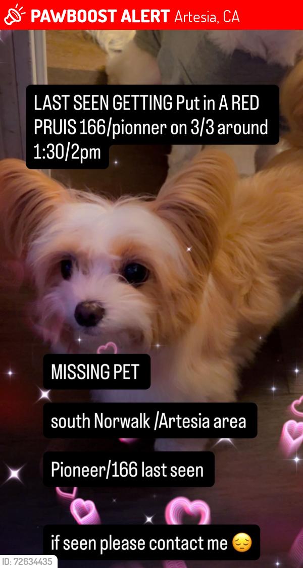 Lost Female Dog last seen Near /pionner , Artesia, CA 90701