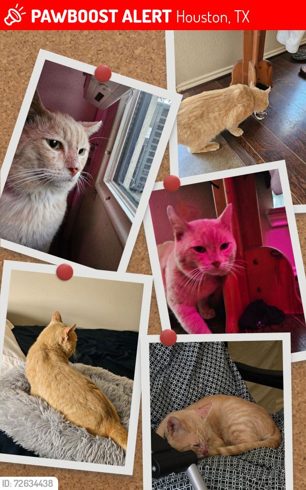 Lost Male Cat last seen Richmond Ave Area, Houston, TX 77082