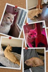 Lost Male Cat last seen Richmond Ave Area, Houston, TX 77082