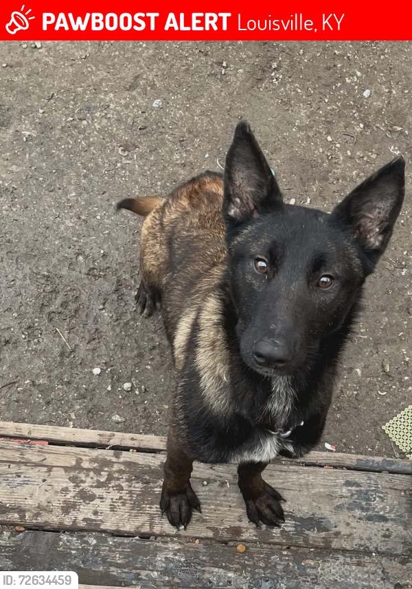 Lost Female Dog last seen Hikes lane , Louisville, KY 40218