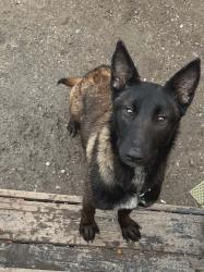 Lost Female Dog last seen Hikes lane , Louisville, KY 40218