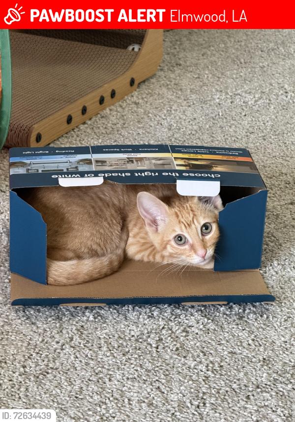 Lost Male Cat last seen Oak Creek apmt, Elmwood, LA 70121