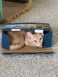 Lost Male Cat last seen Oak Creek apmt, Elmwood, LA 70121