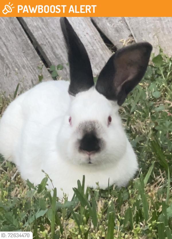 Found/Stray Unknown Rabbit last seen Pine mill ranch drive, Winding Point LN , Fort Bend County, TX 77494