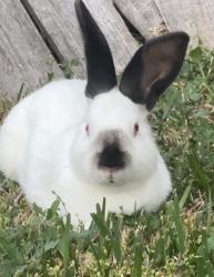 Found/Stray Unknown Rabbit last seen Pine mill ranch drive, Winding Point LN , Fort Bend County, TX 77494