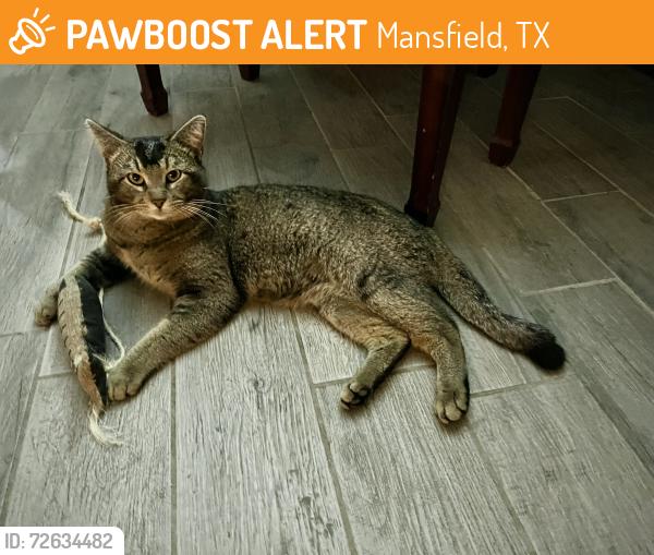 Found/Stray Male Cat last seen Biscayne Drive and Pleasant Ridge Drive , Mansfield, TX 76063