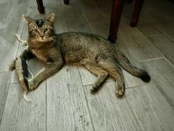Found/Stray Male Cat last seen Biscayne Drive and Pleasant Ridge Drive , Mansfield, TX 76063