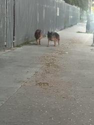 Found/Stray Unknown Dog last seen Avalon blvd/ Manchester , Los Angeles, CA 90003