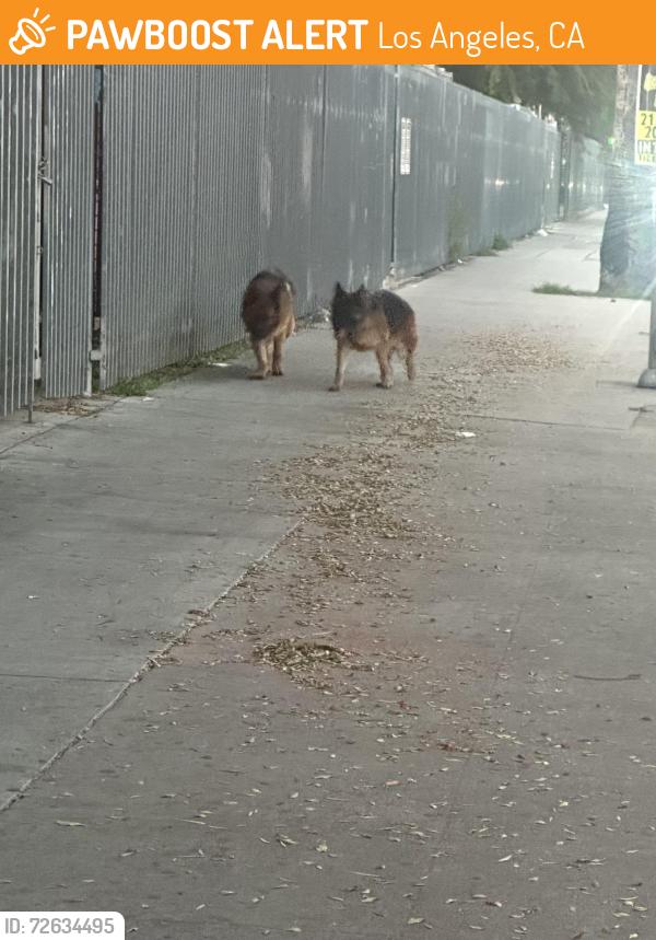Found/Stray Unknown Dog last seen Avalon blvd/ Manchester , Los Angeles, CA 90003