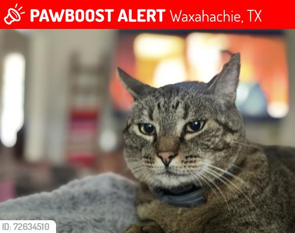 Lost Male Cat last seen South side of lake Waxahachie, Waxahachie, TX 75165