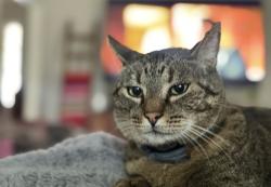 Lost Male Cat last seen South side of lake Waxahachie, Waxahachie, TX 75165
