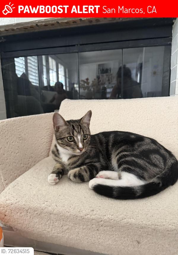 Lost Male Cat last seen Borden and Las Posas, San Marcos, CA 92069