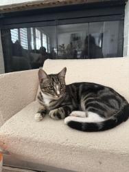 Lost Male Cat last seen Borden and Las Posas, San Marcos, CA 92069