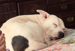 Lost Female Dog last seen Cook Rd. , Winder, GA 30680