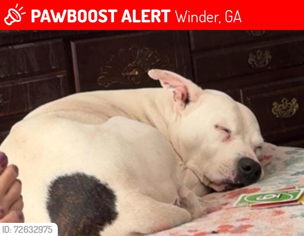 Lost Female Dog last seen Cook Rd. , Winder, GA 30680