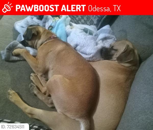 Lost Female Dog last seen 23rd and knox is another one , Odessa, TX 79763
