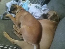Lost Female Dog last seen 23rd and knox is another one , Odessa, TX 79763
