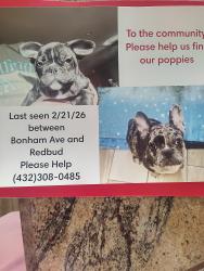 Lost Male Dog last seen Near st and Bonham Ave, Odessa, TX 79762