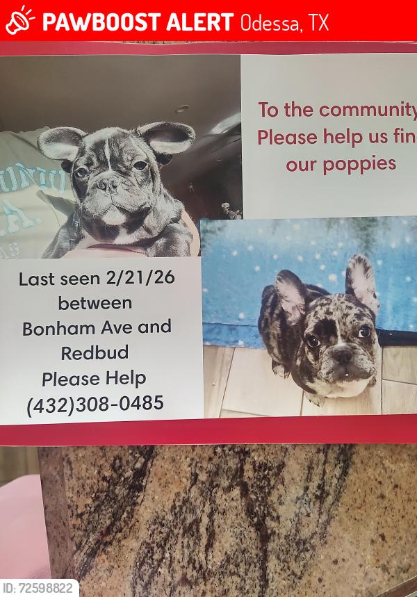 Lost Male Dog last seen Near st and Bonham Ave, Odessa, TX 79762