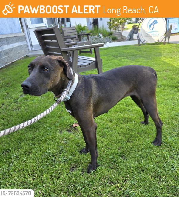 Found/Stray Female Dog last seen Near Petaluma Ave, Long Beach, CA 90808, Long Beach, CA 90808