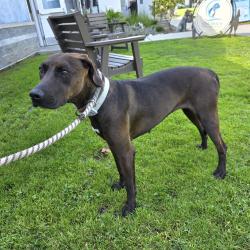 Found/Stray Female Dog last seen Near Petaluma Ave, Long Beach, CA 90808, Long Beach, CA 90808
