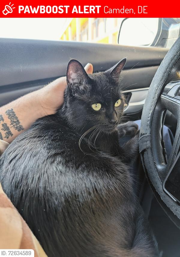 Lost Female Cat last seen Walmart Camden, Delaware. , Camden, DE 19904