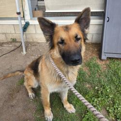 Found/Stray Female Dog last seen Near E Wardlow Rd, Long Beach, CA 90755, Long Beach, CA 90755