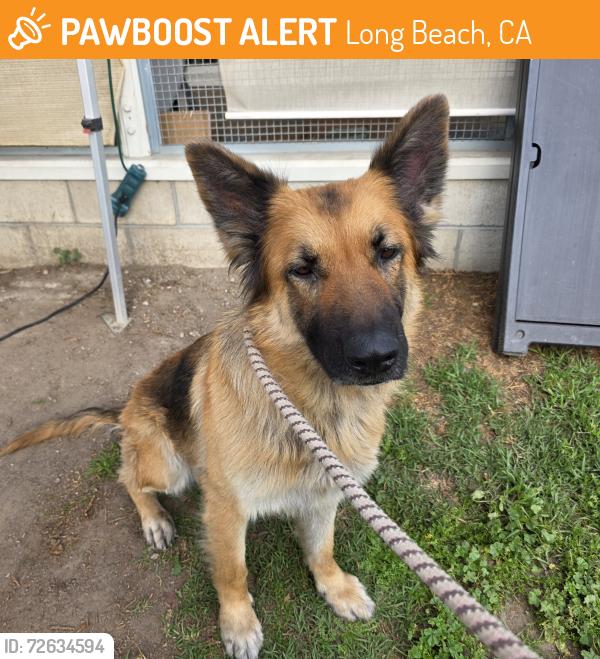Found/Stray Female Dog last seen Near E Wardlow Rd, Long Beach, CA 90755, Long Beach, CA 90755