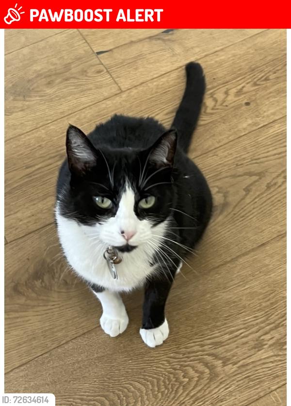 Lost Female Cat last seen Via Solano and Via Cardelina, Palos Verdes Estates, CA 90274