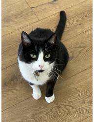 Lost Female Cat last seen Via Solano and Via Cardelina, Palos Verdes Estates, CA 90274