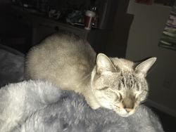 Lost Female Cat last seen Forest between plaza surrounded by apmts, Starbucks across street, Middletown, DE 19709