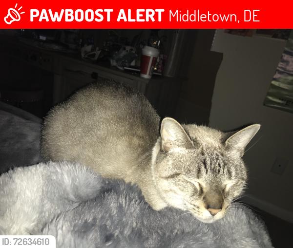 Lost Female Cat last seen Forest between plaza surrounded by apmts, Starbucks across street, Middletown, DE 19709