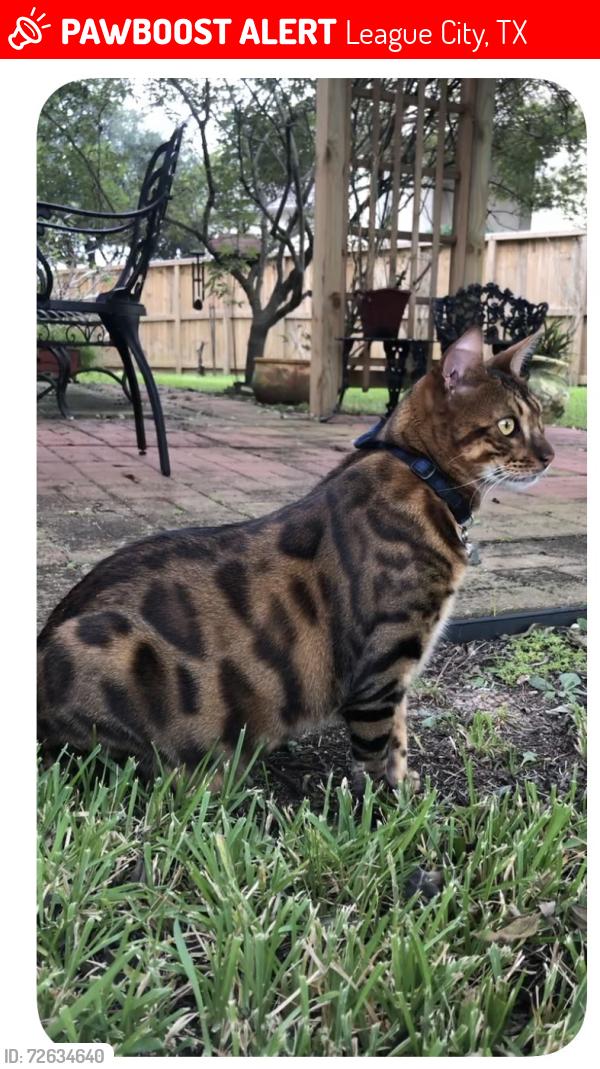 Lost Male Cat last seen Magnolia Creek subdivision , League City, TX 77573