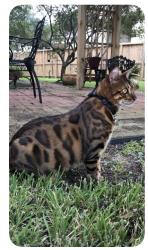 Lost Male Cat last seen Magnolia Creek subdivision , League City, TX 77573