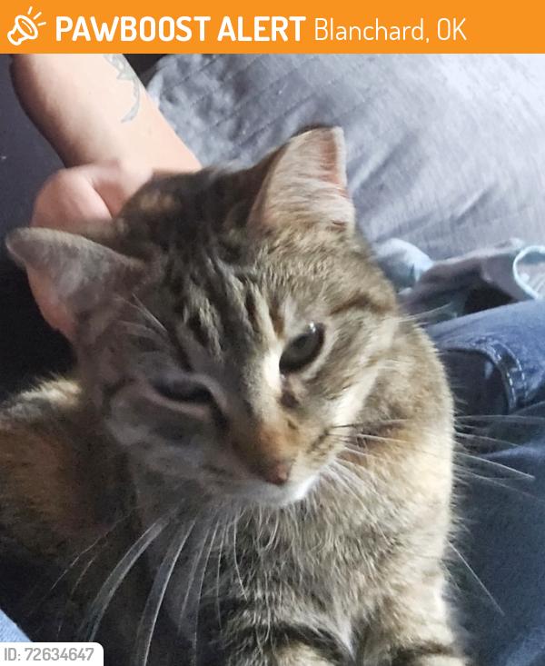 Found/Stray Female Cat last seen Near n council ave , Blanchard, OK 73010