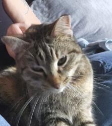 Found/Stray Female Cat last seen Near n council ave , Blanchard, OK 73010